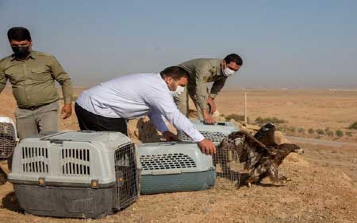 پرندگان شکاری در تالاب بهشت معصومه قم بال گشودند